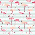 Flamingo Bird Background Royalty Free Stock Photo