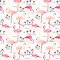 Flamingo Bird Background Royalty Free Stock Photo