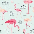 Flamingo Bird Background Royalty Free Stock Photo