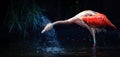 Flamingo bird is bathing and water is splashing around him Royalty Free Stock Photo