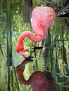 pink flamingo bird with the beak in the water of the pond reflections graceful animal love