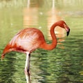 Flamingo bird in captivity