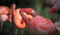 Flamingo bird close-up profile view, beautiful plumage, head, long neg, beak