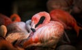 Flamingo bird close-up profile view, beautiful plumage, head, long neg, beak