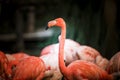 Flamingo bird close-up profile view, beautiful plumage, head, long neg, beak