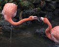 Flamingo bird stock photos. Flamingo birds close-up profile view kissing interacting with bokeh background