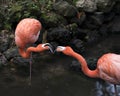Flamingo bird stock photos. Flamingo birds close-up profile view kissing interacting with bokeh background