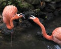 Flamingo bird stock photos. Flamingo birds close-up profile view kissing interacting with bokeh background
