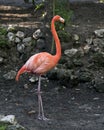 Flamingo Bird Stock Photos. Image. Portrait. Picture.  Close-up profile view. Pink color. Plumage. Rock and foliage background Royalty Free Stock Photo