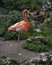 Flamingo Bird Stock Photos. Image. Portrait. Picture.  Close-up profile view. Rock foreground. Foliage background Royalty Free Stock Photo