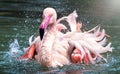 Flamingo bird close-up profile view in the water displaying its spread wings, beautiful plumage, head, long neg, beak, eye in its