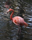 Flamingo bird stock photos.  Flamingo bird close-up profile view in the water background Royalty Free Stock Photo