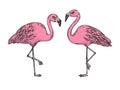 Flamingo bird color sketch engraving vector