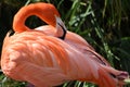 Flamingo bird