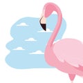 Flamingo bird exotic