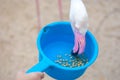 Flamingo bird is feeding food from people hand holding bowl Royalty Free Stock Photo
