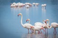 Flamingo Bird feeding at Hula Valley