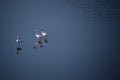 Flamingo bird with friends and Family in new Mumbai Maharashtra, India