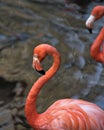 Flamingo Bird Stock Photos.  Flamingo Bird Head Close-up Profile View In The Water Background