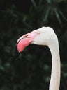 Flamingo Bird Head Focus With Deep Green Background