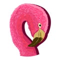 Flamingo Bird Head Hand Drawn Vector