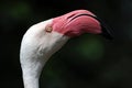 Flamingo Bird Head With Pink Beak