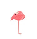 Flamingo bird illustration design on white background