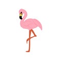 Flamingo Bird Illustration