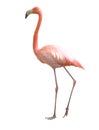 Flamingo bird isolated Royalty Free Stock Photo