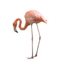 Flamingo bird isolated Royalty Free Stock Photo
