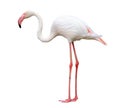 Flamingo bird isolated on white Royalty Free Stock Photo