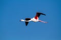 flamingo bird that lives on the beaches and marshes of europe po delta regional park