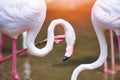 Flamingo bird pink beautiful at lake river nature tropical animals / Greater Flamingo