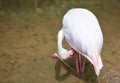 Flamingo bird pink beautiful at lake river nature tropical animals - Greater Flamingo Royalty Free Stock Photo