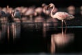 Flamingo Royalty Free Stock Photo