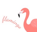Flamingo bird portrait over white background