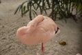 flamingo bird sleeping in zoo cage Royalty Free Stock Photo