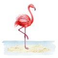 Flamingo bird standing in the water illustration. Hand drawn bright exotic bird standing on the river, lake, pond bank