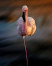 The flamingo bird stands Royalty Free Stock Photo