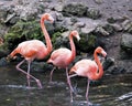 Flamingo bird stock photos.  Flamingo birds trio close-up profile view marching Royalty Free Stock Photo