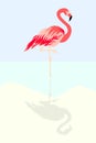 Flamingo bird vector illustration background