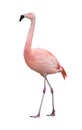 Flamingo bird walking left on white Royalty Free Stock Photo