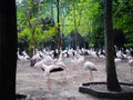 Flamingo bird zoo wild green environment Royalty Free Stock Photo