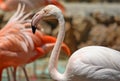 Flamingo birds