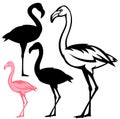 Flamingo birds vector