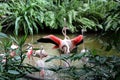 Group of pink flamingos in the tropical Park of Germany Tropical Islands Royalty Free Stock Photo