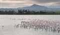 Flamingo Birds at Larnaca salt lake Royalty Free Stock Photo
