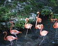 Flamingo birds close-up profile view marching in the water in colony. Flamingo birds Stock Photo.