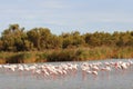 Flamingo Royalty Free Stock Photo