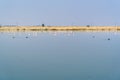 Flamingo birds at Sambhar Salt Lake in Rajasthan. India Royalty Free Stock Photo